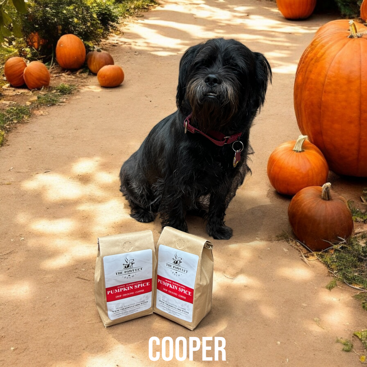 Black dog sitting near pumpkins with bags of Pumpkin Spice coffee, highlighting the cozy fall spirit.