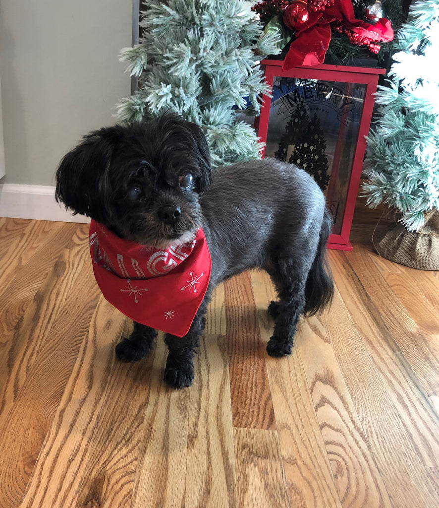 Cindy the Shih Tzu wearing a festive red bandana in a holiday setting with a Christmas tree.
