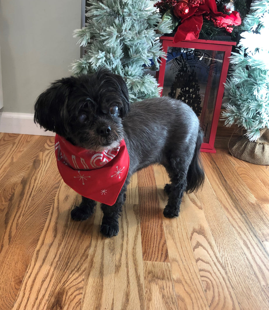 Shih Poo Haircuts After Grooming Shih Poo Grooming Pics Summer