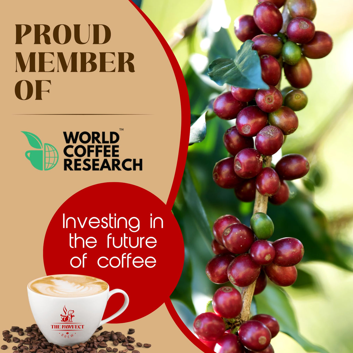 Proud member of World Coffee Research promoting sustainable coffee practices with coffee beans and a cup.