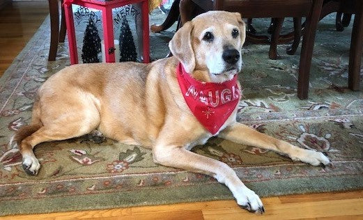 Golden retriever mix wearing a red bandana, resting on a patterned rug in a cozy living room.
